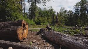 Best Emergency Tree Removal  in Ocean Shores, WA