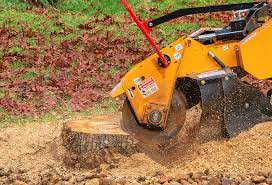Best Hazardous Tree Removal  in Ocean Shores, WA