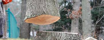 How Our Tree Care Process Works  in  Ocean Shores, WA