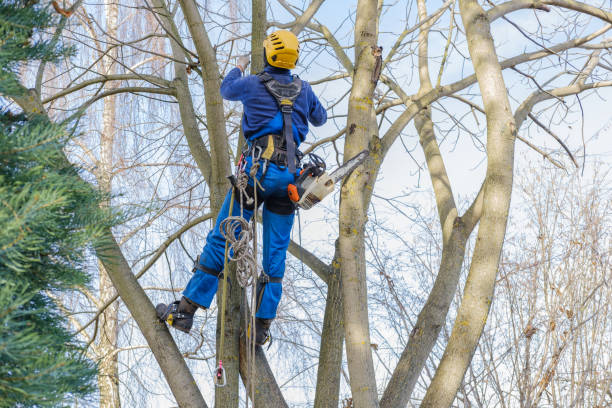 Best Firewood Processing and Delivery  in Ocean Shores, WA