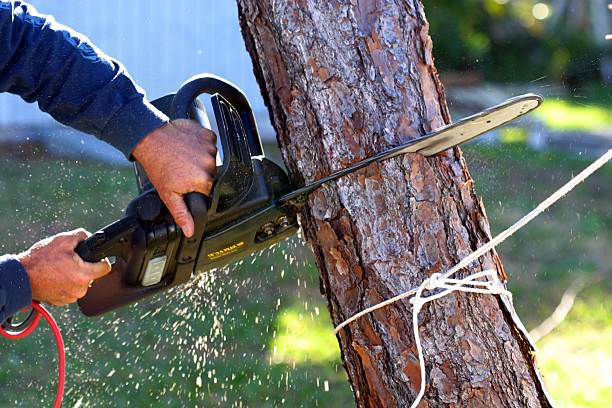 Best Lawn Irrigation Installation and Maintenance  in Ocean Shores, WA