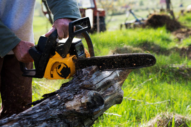 Ocean Shores, WA Tree Care Company